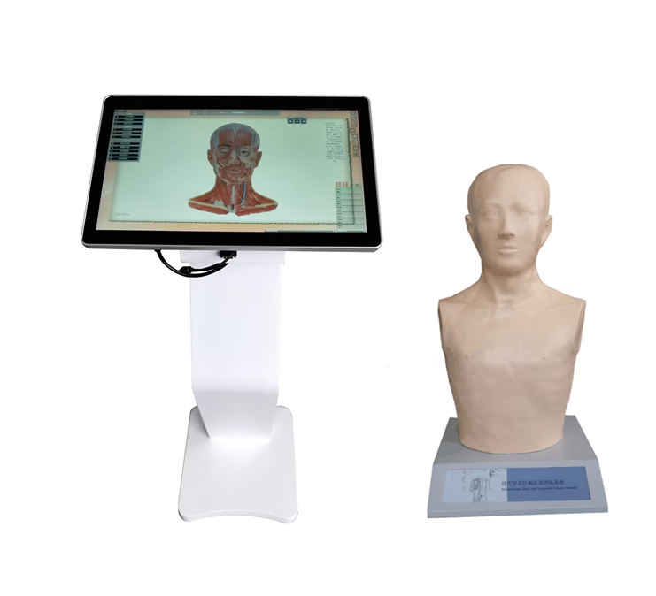 經穴學及針刺仿真訓練系統